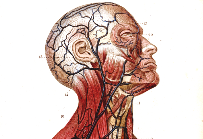 Illustration from The handy book of anatomical plates.